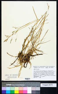 Panicum repens image