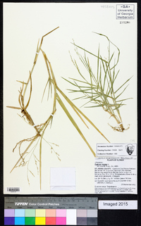 Panicum repens image