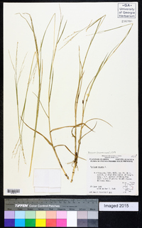 Panicum repens image