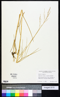 Panicum repens image