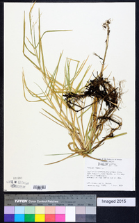 Panicum repens image