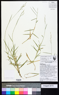 Panicum repens image