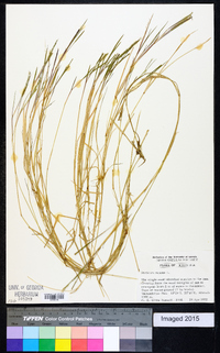 Panicum repens image