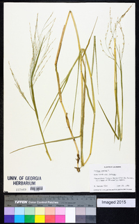 Panicum repens image