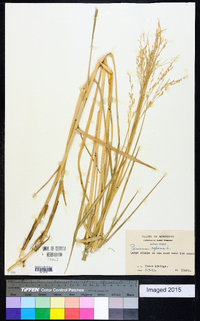 Panicum repens image