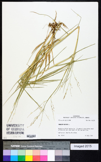 Panicum repens image