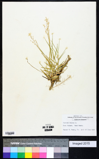 Panicum repens image