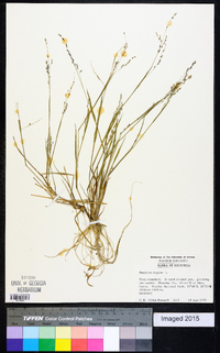 Panicum repens image