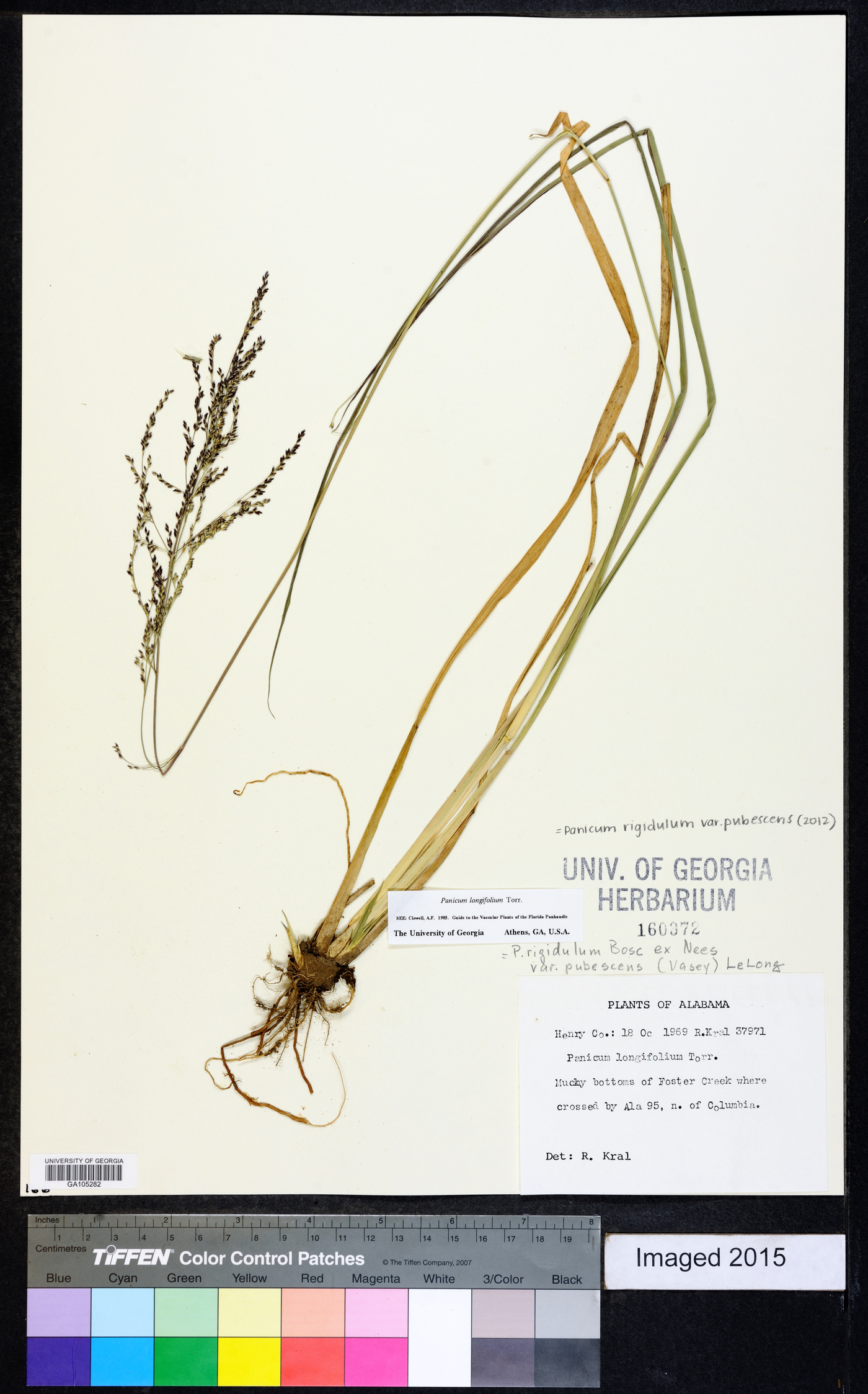 Coleataenia longifolia subsp. longifolia image