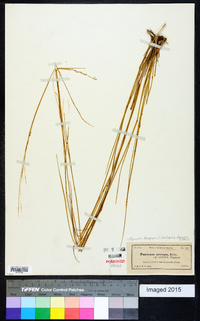 Panicum tenerum image