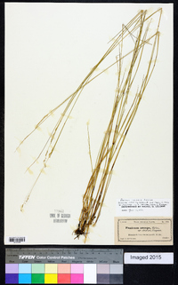Panicum tenerum image