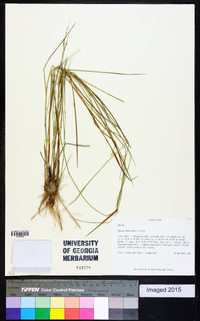 Panicum tenerum image