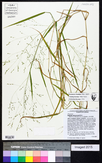 Kellochloa verrucosa image