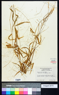 Kellochloa verrucosa image