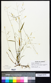 Kellochloa verrucosa image