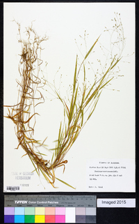 Kellochloa verrucosa image