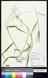 Kellochloa verrucosa image