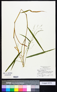 Kellochloa verrucosa image