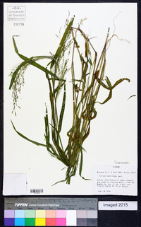 Kellochloa verrucosa image