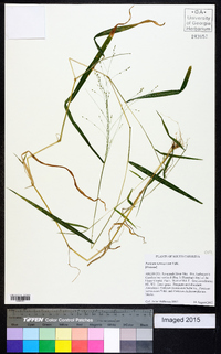 Kellochloa verrucosa image