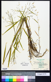 Kellochloa verrucosa image