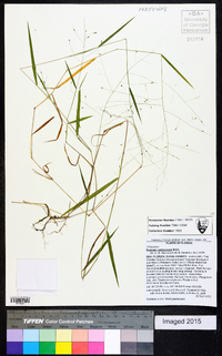 Kellochloa verrucosa image