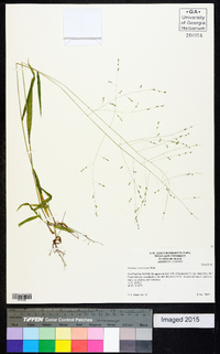 Kellochloa verrucosa image