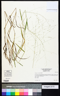 Kellochloa verrucosa image