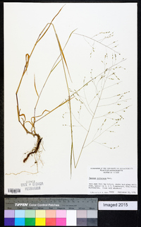 Kellochloa verrucosa image