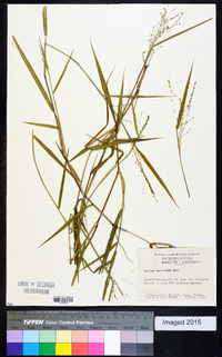 Kellochloa verrucosa image