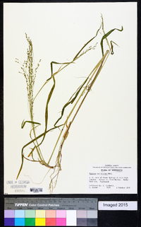 Kellochloa verrucosa image