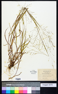 Kellochloa verrucosa image