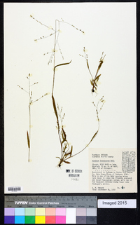 Kellochloa verrucosa image