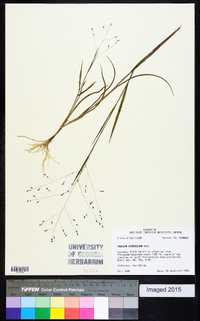 Kellochloa verrucosa image