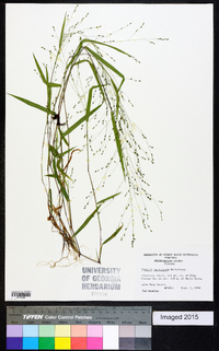 Kellochloa verrucosa image