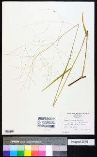 Kellochloa verrucosa image