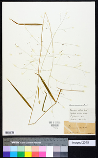 Kellochloa verrucosa image