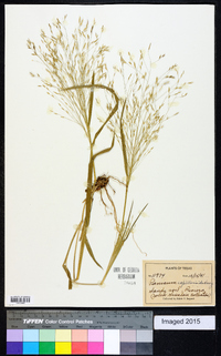 Panicum capillarioides image