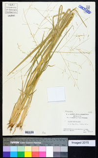 Panicum decompositum image