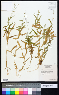 Panicum venezuelae image