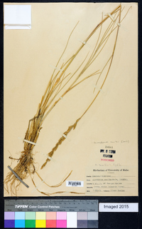 Pascopyrum smithii image