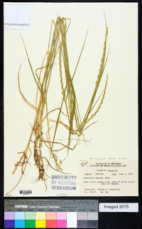 Pascopyrum smithii image