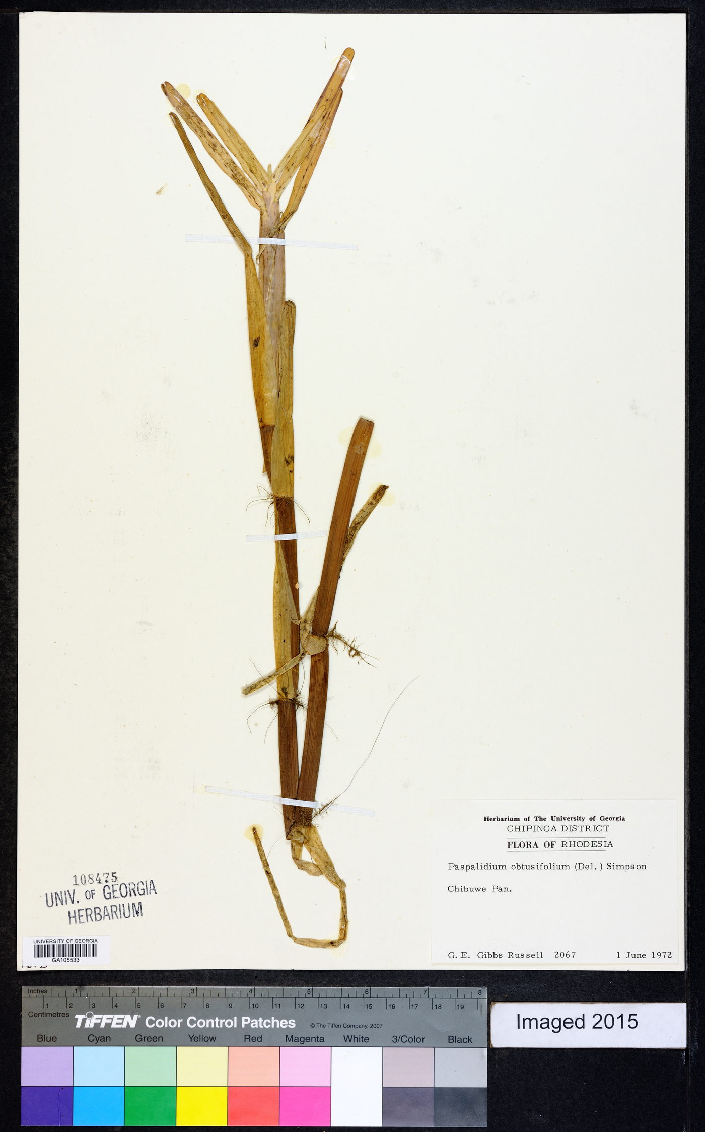 Setaria obtusifolia image