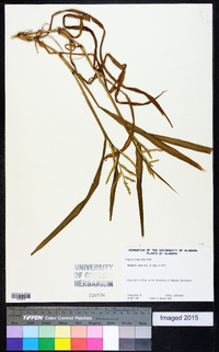 Paspalum acuminatum image