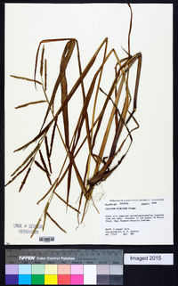 Paspalum boscianum image