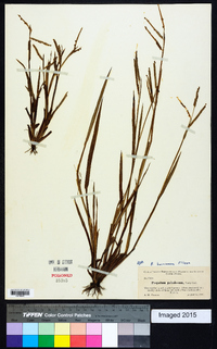 Paspalum boscianum image