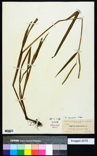 Paspalum boscianum image