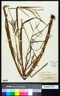 Paspalum boscianum image