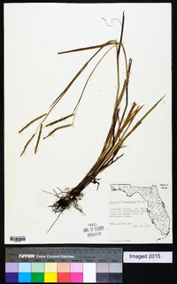 Paspalum boscianum image