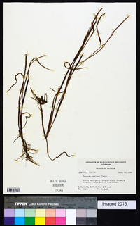 Paspalum boscianum image